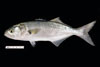  Pomatomus saltatrix, bluefish, from SEAMAP collections